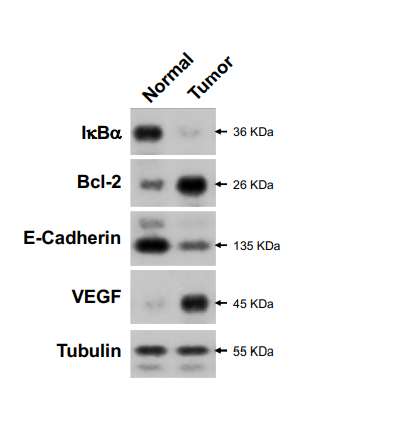 BB2804: Data Analysis, Interpretation and Presentation 